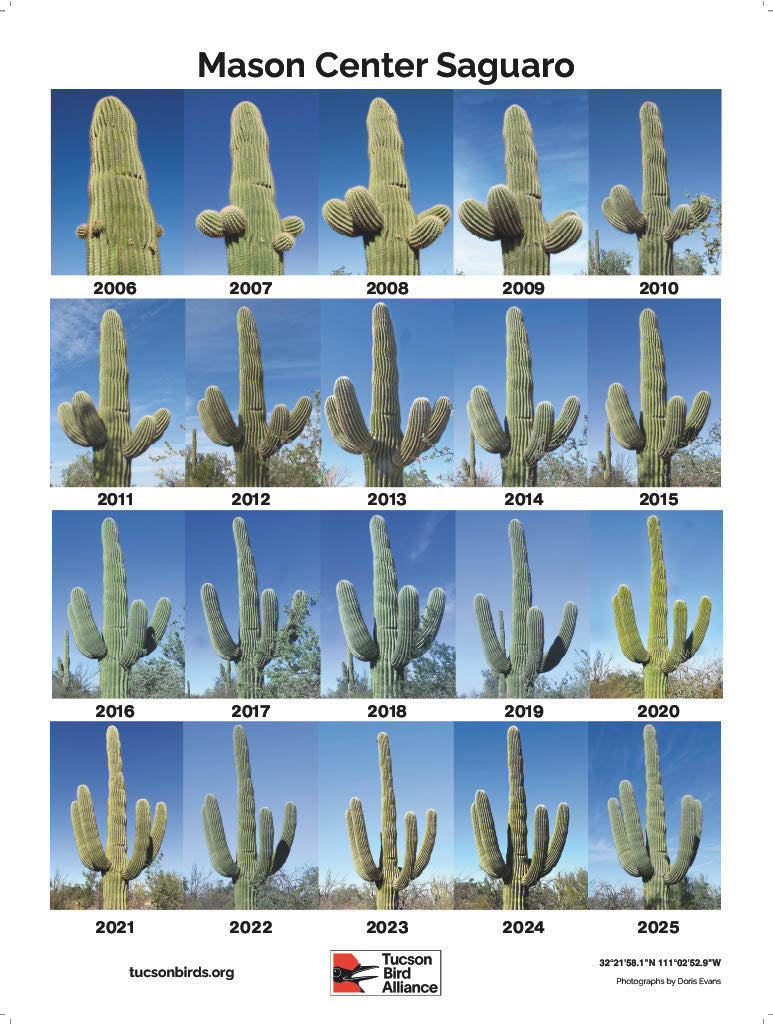Mason Center Saguaro - Poster