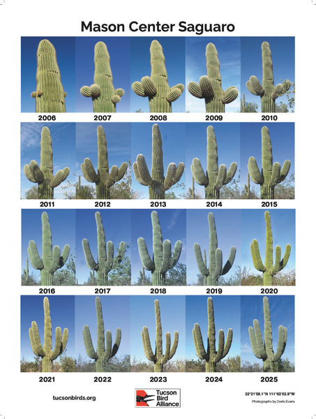 Mason Center Saguaro - Poster
