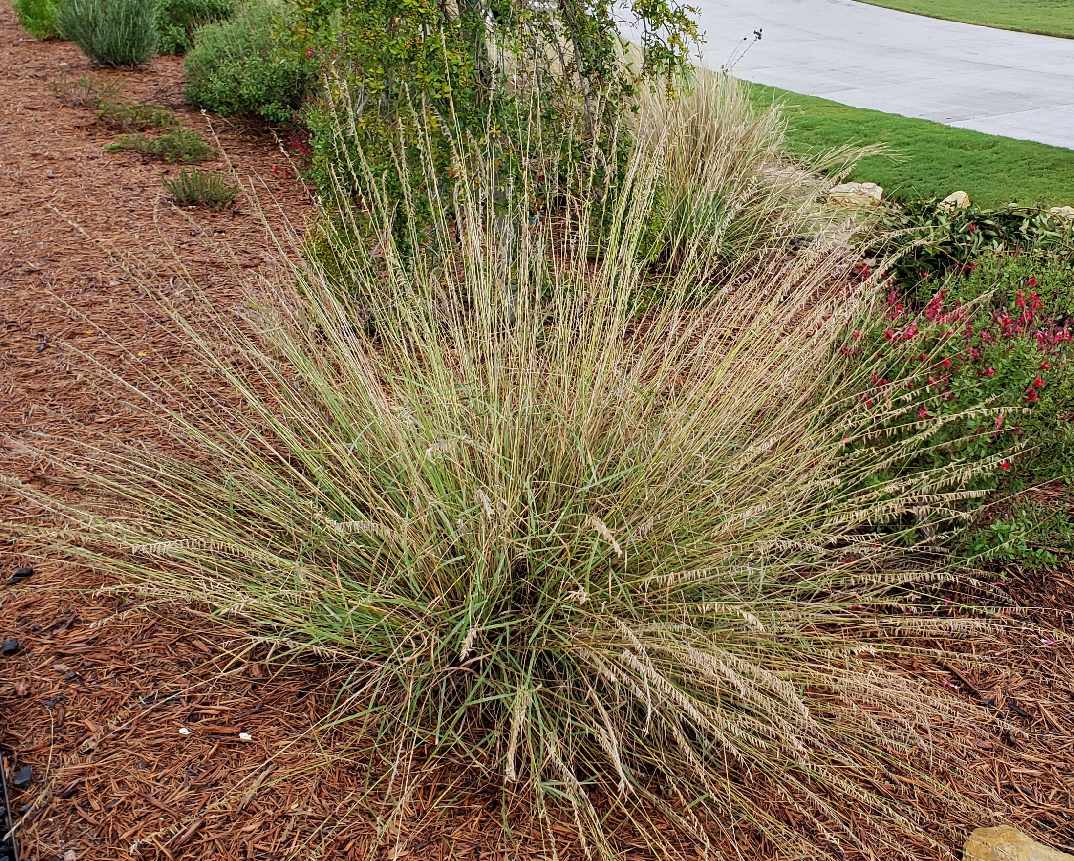 Sideoats grama grass (Bouteloua curtipendula) - 1 gallon