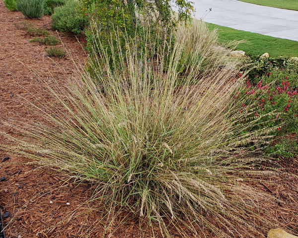 Sideoats grama grass (Bouteloua curtipendula) - 1 gallon