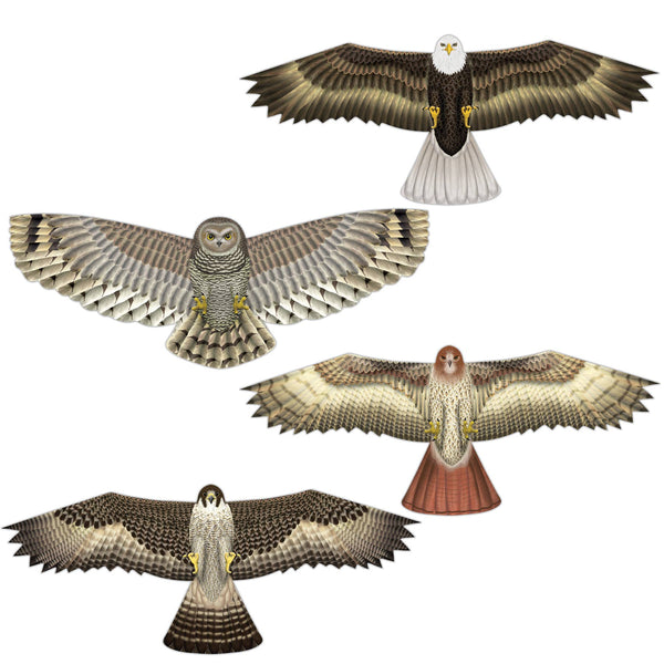 Birds of Prey Kites