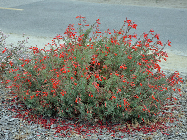 Hummingbird Trumpet (Epilobium canum) - 1 gallon