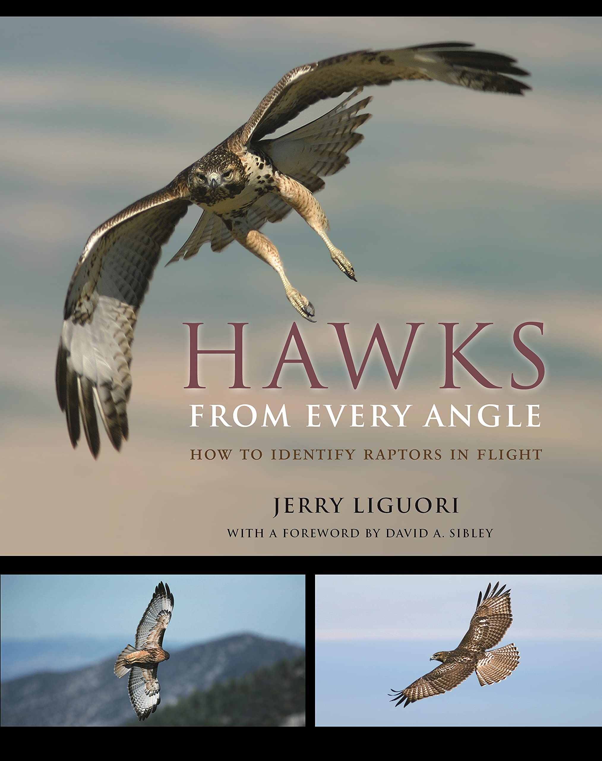 Hawks From Every Angle