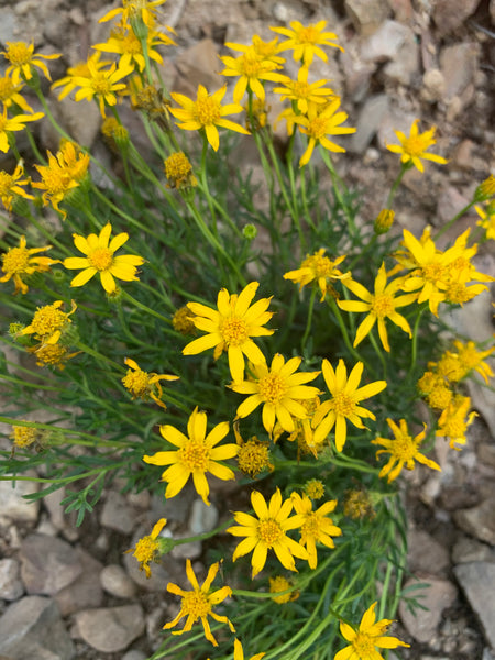 Damianita (Chrysactinia mexicana) - 1 gallon