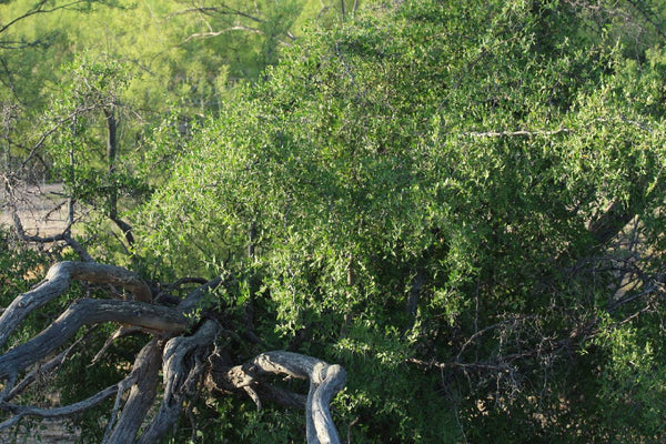 Desert Hackberry (Celtis pallida) - 5 gallon
