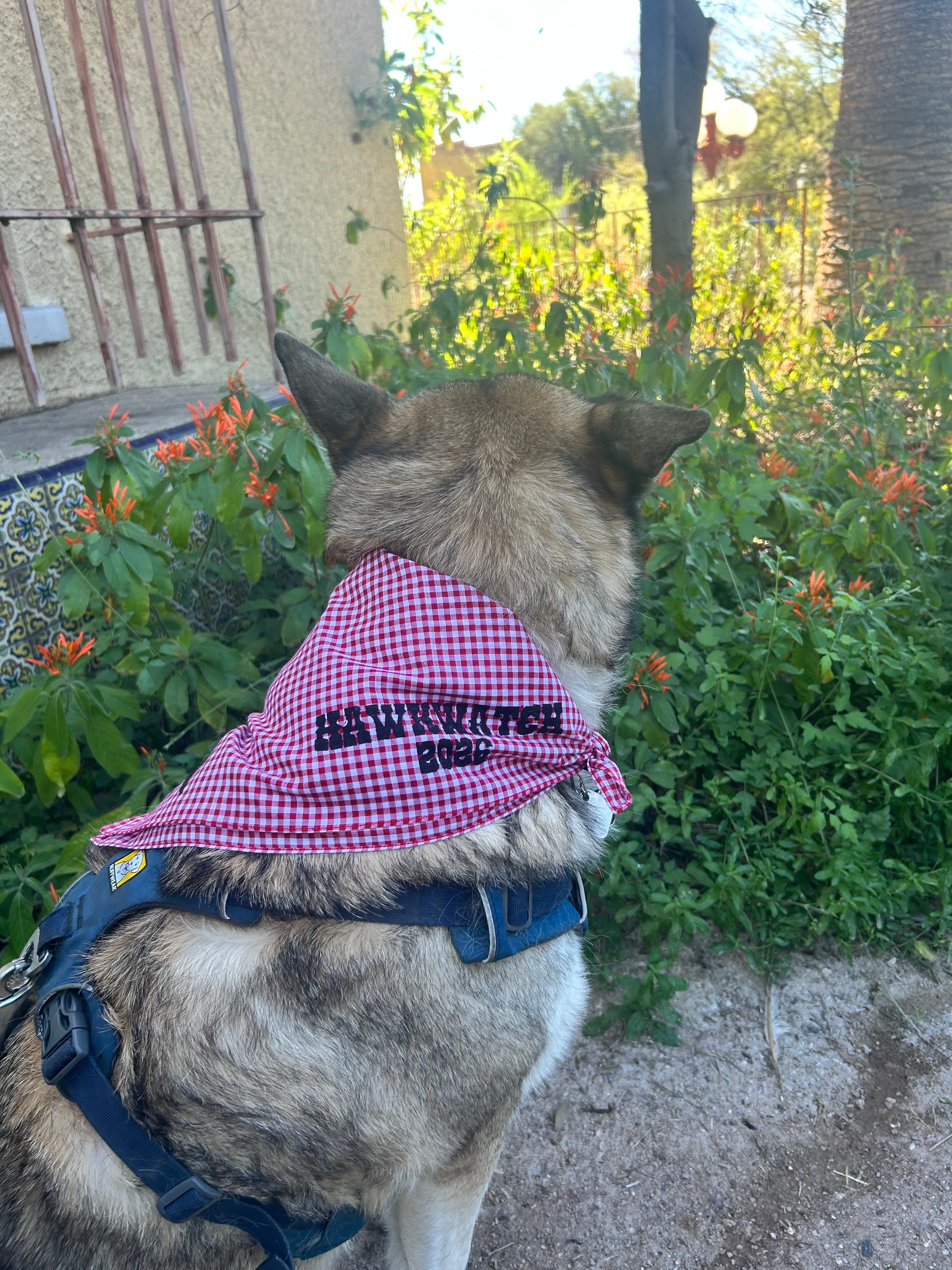 Stubborn Worn Bandanas - Hawkwatch 2026