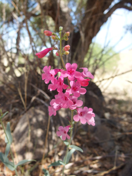 Parry's penstemon (Penstemon parryi) - 1 gallon