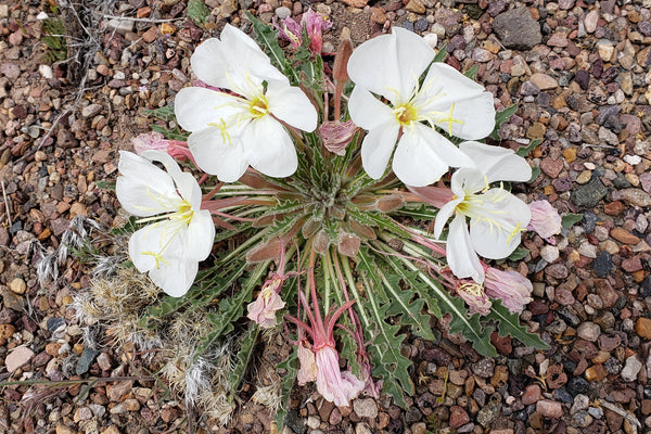 Tufted Evening Primrose (Oenothera caespitosa) - 1 gallon