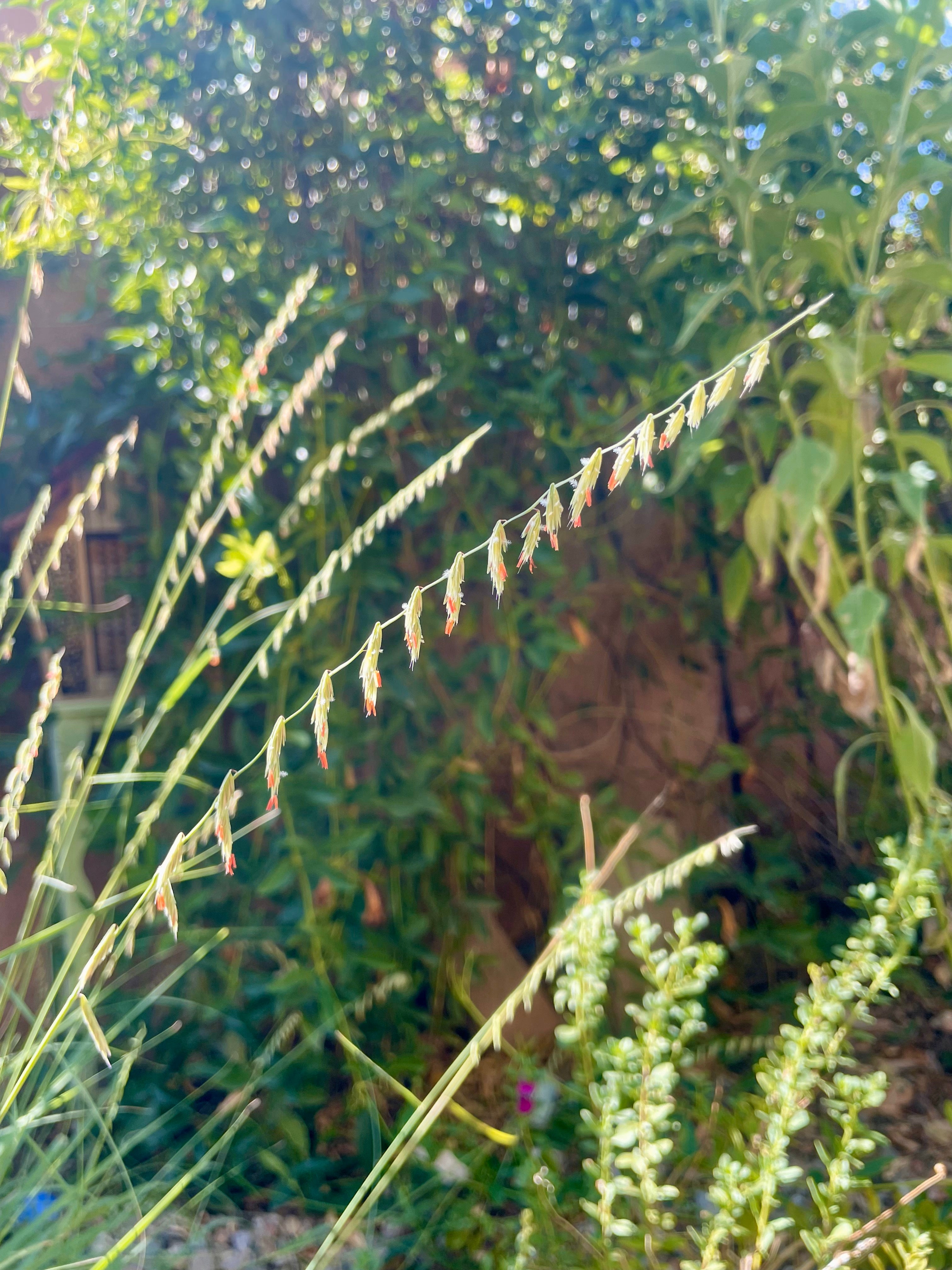 Sideoats grama grass (Bouteloua curtipendula) - 1 gallon