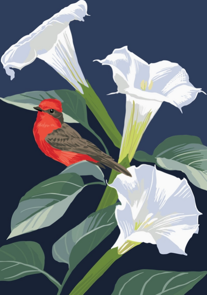 Vermillion Flycatcher & Datura Magnet