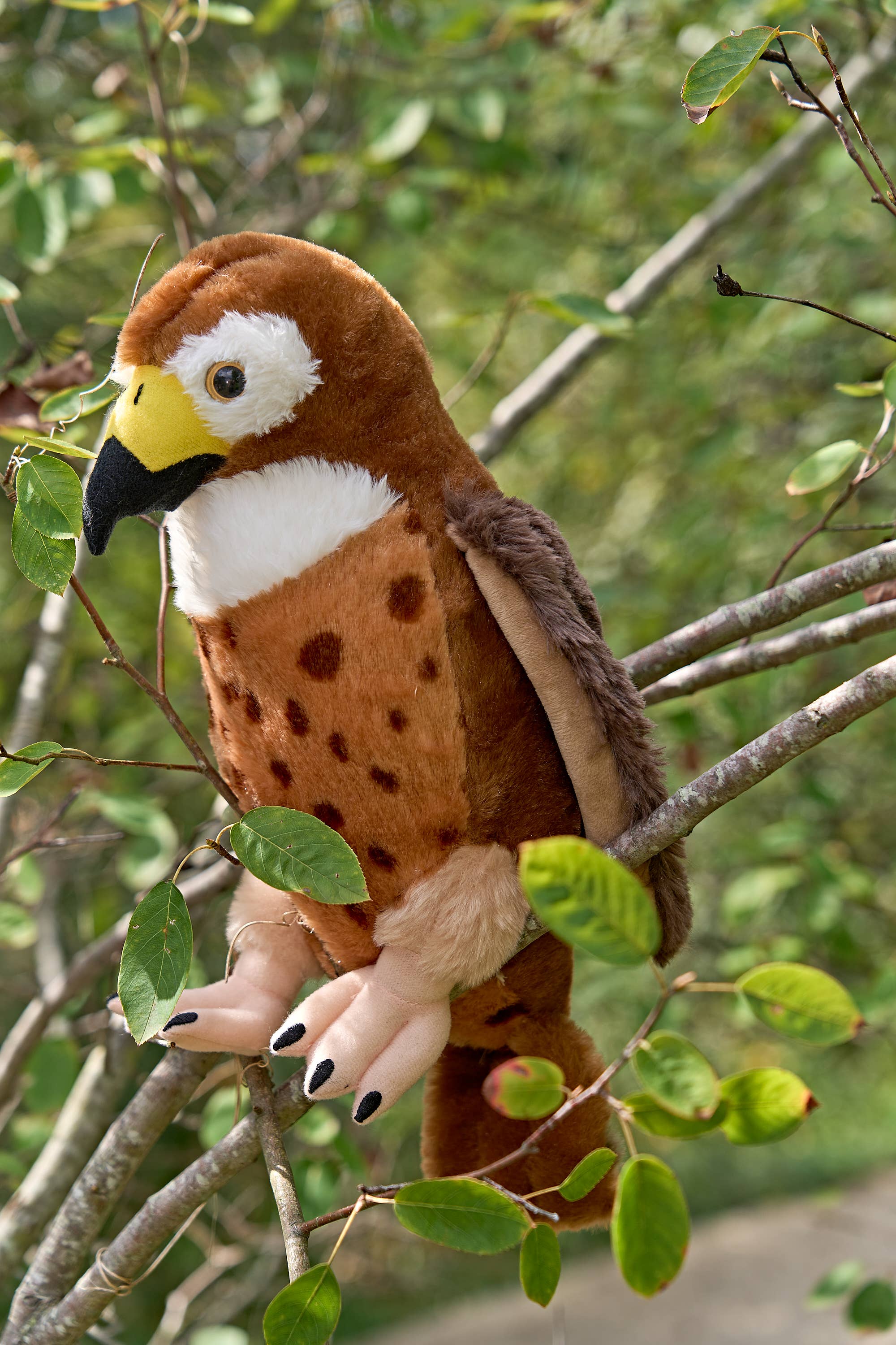 12" Wild Onez Red-tailed Hawk