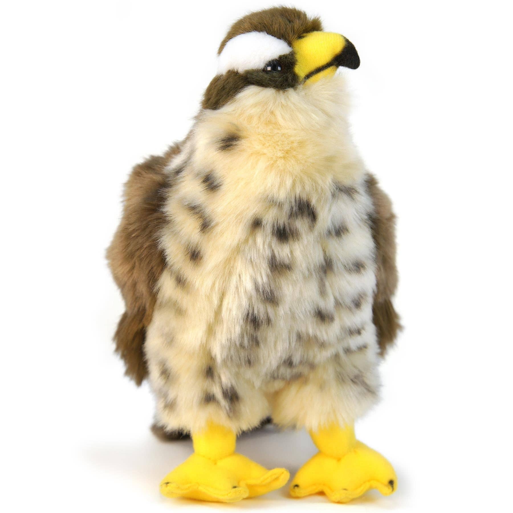 Percival The Peregrine Falcon