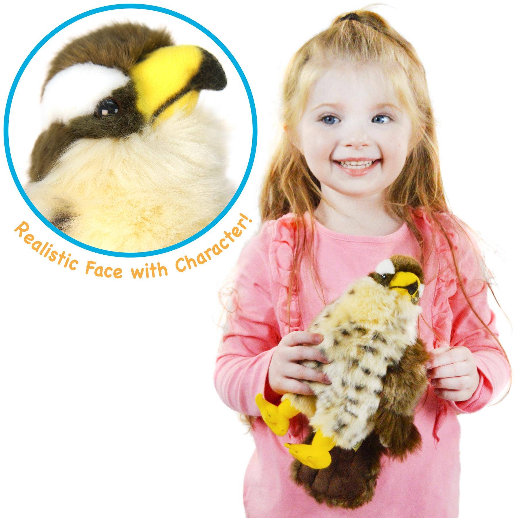 Percival The Peregrine Falcon