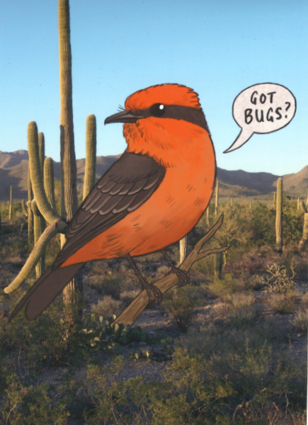 "Got Bugs?" Vermilion Flycatcher Postcard by Gabby Holm