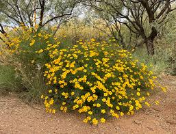 Goldeneye (Viguiera parishii var. deltoidea) - 1 gallon