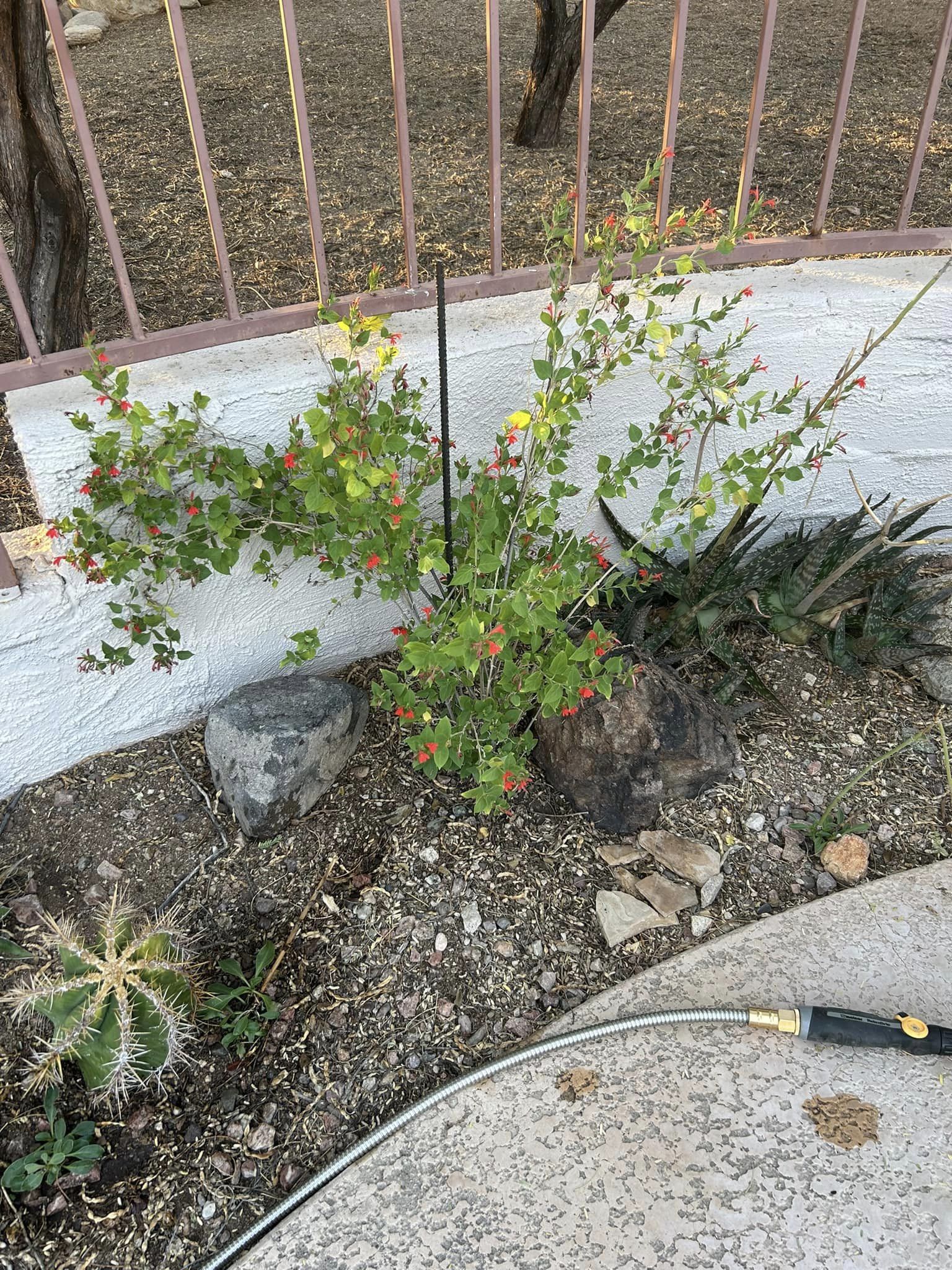 Red justicia (Justicia candicans) - 1 gallon