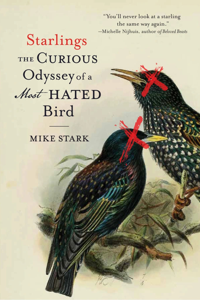 Starlings by Mike Stark